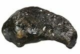 Fossil Whale Ear Bone - Miocene #109269-1